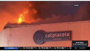 美 쇼핑몰 대형 화재…펫호텔 머물던 고양이 17마리 떼죽음