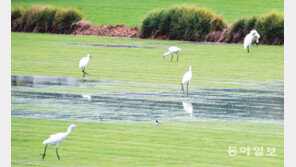 가을 나들이 나온 백로 가족