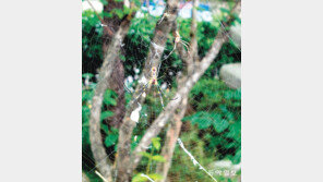 [고양이 눈]가족이 지은 집