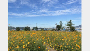 [날씨]아침 최저 11도…태풍 뒤 ‘선선한’ 가을 날씨