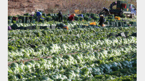 농축산물 가격 안정세라지만…2주 만에 28% 오른 배추 10월에야 안정
