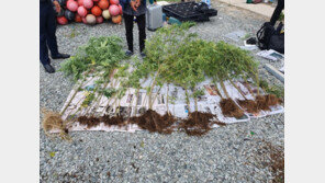 1000명 분량 대마 몰래 재배 흡연한 불법체류 태국인들