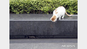 “꺅 여기도 쥐가…” 하남 신도시 망월동 일대에 때 아닌 쥐떼 소동