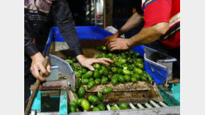 “씹으면 암걸린다”…中 30대 가수 사망케 한 ‘죽음의 열매’ 금지령