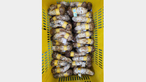 1등급 양양 송이 ㎏당 113만원…송이축제 앞두고 가격 고공행진