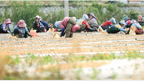 감자 모종심기 작업