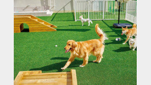 유치원·건강검진·양육 수당까지! 반려동물 복지가 곧 기업 경쟁력 