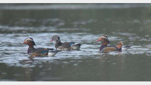 “금호강서 원앙·흰목물떼새 발견”…환경단체, 개발 아닌 보존해야