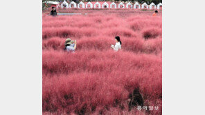 분홍빛 핑크뮬리 축제장