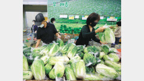 치솟는 배춧값… 1포기 9307원