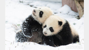 중국, 월드컵 개최되는 카타르에 판다 한쌍 선물
