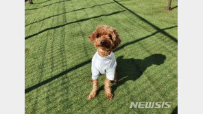 애견호텔에 맡겼는데 도로서 죽은 콩자…보상 놓고 시끌