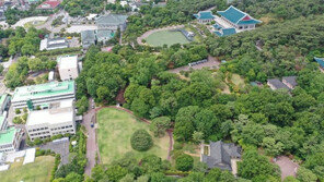 청와대 노거수 6그루-‘우영우 팽나무’ 천연기념물 됐다