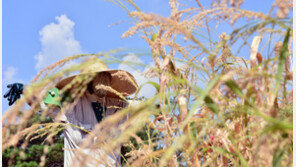 세계식량가격 6개월 연속 하락…우크라 확전 가능성에 곡물은 소폭 상승