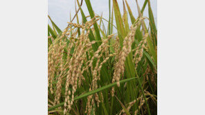 남아도는 쌀… “농가에 다른 작물 재배 지원해 공급과잉 해소를”[인사이드&인사이트]