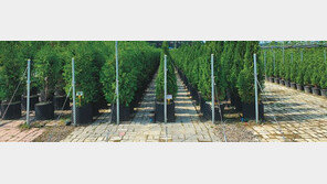 건물 벽면부터 해외녹화까지… “조경수 온라인 플랫폼 만들겠다” 