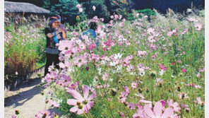 월미공원 코스모스 만개