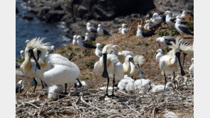 서식지 파괴·기후 변화에… 48년간 전세계 야생동물 69% 사라졌다