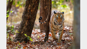 인도서 주민 13명 해친 ‘식인 호랑이’…포획 성공
