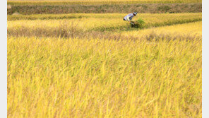 정부 쌀 90만t 수매 조치로 쌀값 10% 오를 듯
