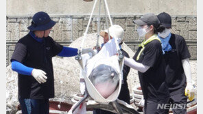 마지막 남방큰돌고래 ‘비봉이’ 고향 제주 바다로 돌아갔다