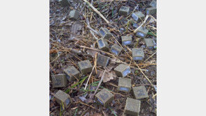 “등산 중 보여도 만지지 마세요”…서울시가 당부한 ‘이것’ 정체