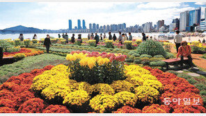 광안리해변에 150만 송이 국화꽃이 활짝