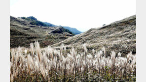 화왕산 뒤덮은 은빛 억새