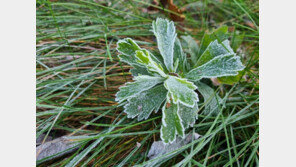 서울 올 첫 서리, 평년보다 10일 빨라…전국 곳곳 ‘한파주의보’