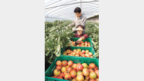 부산 강서구 “고향에 기부하고 대저 토마토 받으세요”