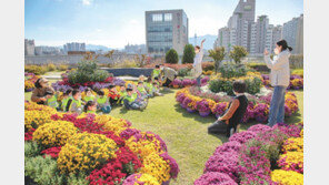 국화 배경으로 찰칵