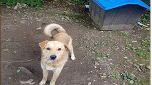 소화전에 개집까지…피싱용 ‘070→010 변환 중계기’ 기막힌 은닉