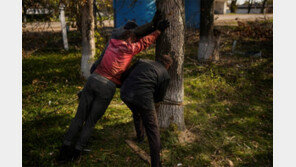 러 공습으로 전력난… 땔감용 나무 베는 우크라