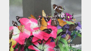 [단독]“미세먼지로 꽃잎 색 옅어져…벌·나비 수분활동에 악영향”