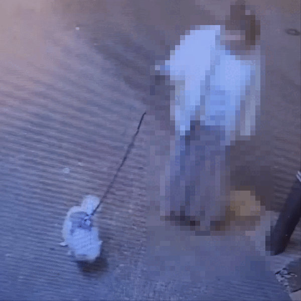 남의 가게 앞 반려견 대변 누자 ‘멀뚱’…모른 척 떠난 견주 (영상)