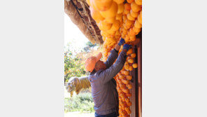 “어흥” 호랑이도 군침 흘리는 곶감