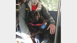 혼자 버스타고 산책 다니던 美 천재견 하늘나라로…주민들 추모