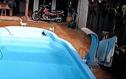 전생에 구조대원?…물에 빠진 강아지 구하는 핏불에 감탄 (영상)