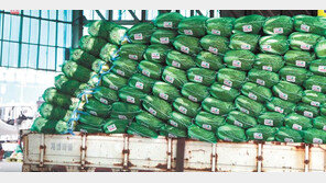 김장철 앞두고 배추 77% ― 무 34% 가격 급등