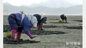 경기도, 가무락조개 국내 첫 대량생산 성공…50만 마리 방류