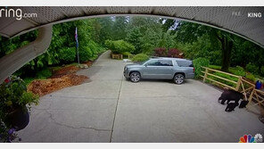 美 야생곰 습격받은 여성, 원펀치 한방으로 ‘퇴치’