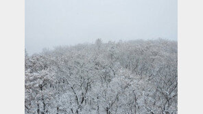 ‘12cm 눈 쌓인’ 설악산, 대설주의보로 탐방로 통제[청계천 옆 사진관]