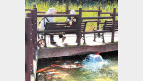 비단잉어들에 먹이 주는 시민들