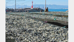 “맛있는 멸치 사러 오세요”