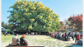 ‘800년 은행나무’ 옆에서 휴식