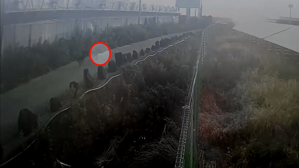 화살 관통된 채 발견된 개… 범인 드디어 잡나?