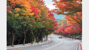 눈이 부시게 화사한 단풍, 이대로 보내긴 아쉬워 길을 나섰네