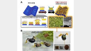 韓 연구진, 물장군만한 초소형 수상로봇 세계 첫 개발