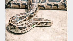 5m 비단뱀 배 갈랐더니…출근길 실종된 여성 시신 발견