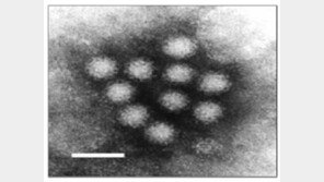 겨울철 노로바이러스 식중독 예방…해수부, ‘급성질환 바이러스 관리계획’ 발표